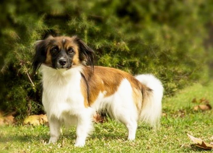 Πρότυπο Φυλής Κοκόνι | Dogpark.gr
